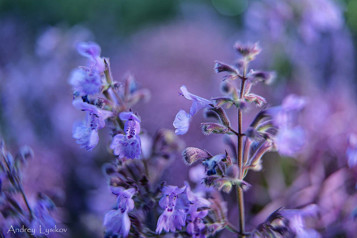 Цветы. Ландшафтный фотограф Андрей Лысиков, Москва