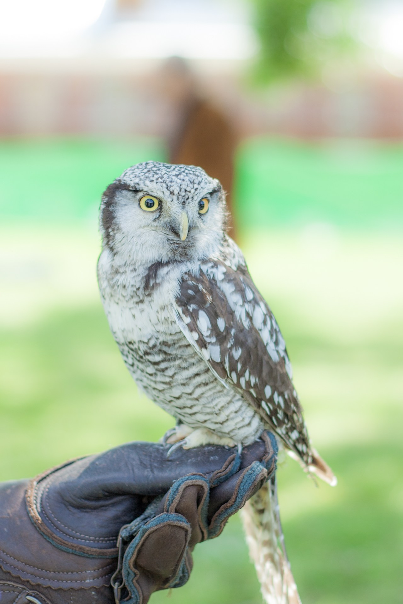 Alexandria roundabout, Golden Age. Shanti Alex Art