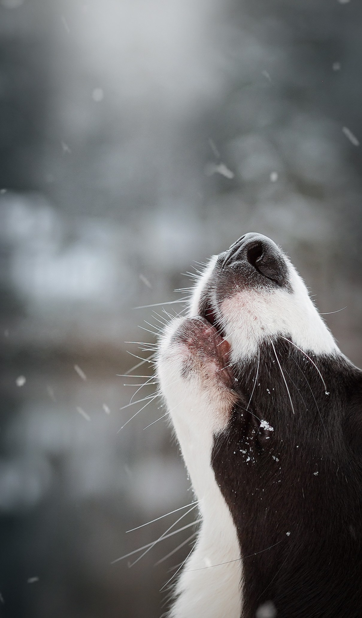 Юлия и Груша. Фотограф-анималист в Санкт-Петербурге Яна Мартынова