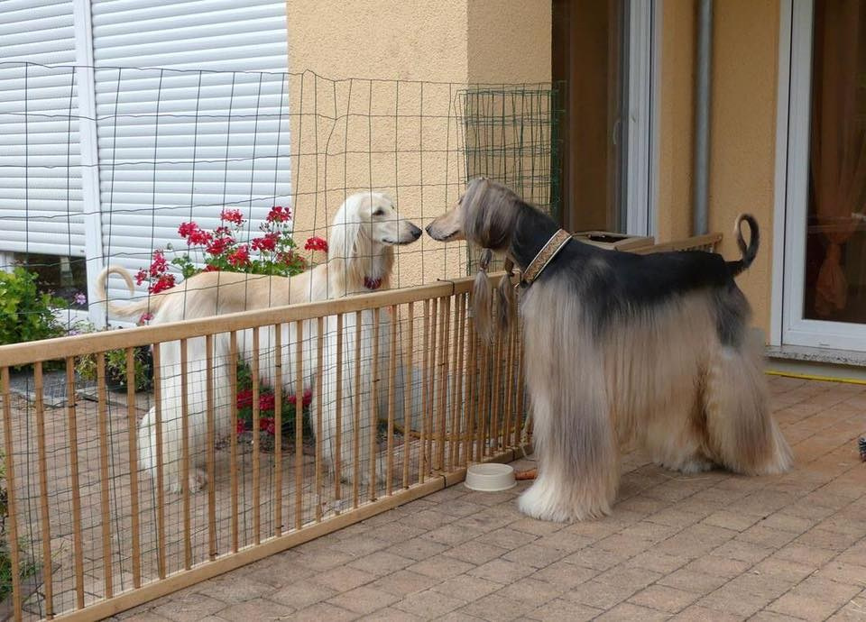 LYCORIS DREAMS BLUE DIAMOND «Evian». Профессиональный питомник левреток РКФ/FCI ASTI SAPPHIRE 💎 Сочи|Санкт-Петербург