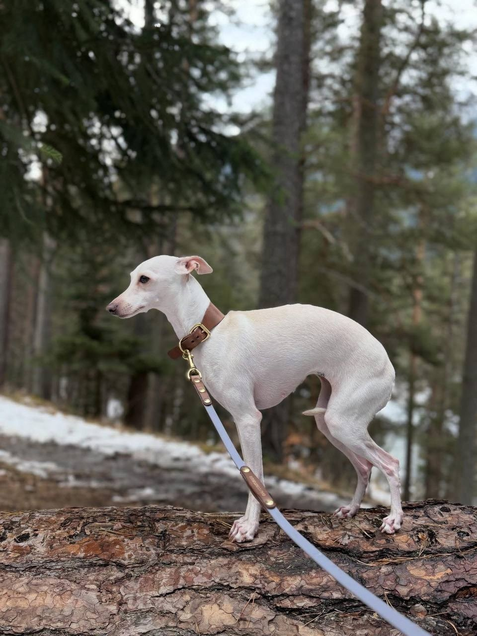 Белые девочки. Профессиональный питомник левреток РКФ/FCI ASTI SAPPHIRE 💎 Сочи|Санкт-Петербург