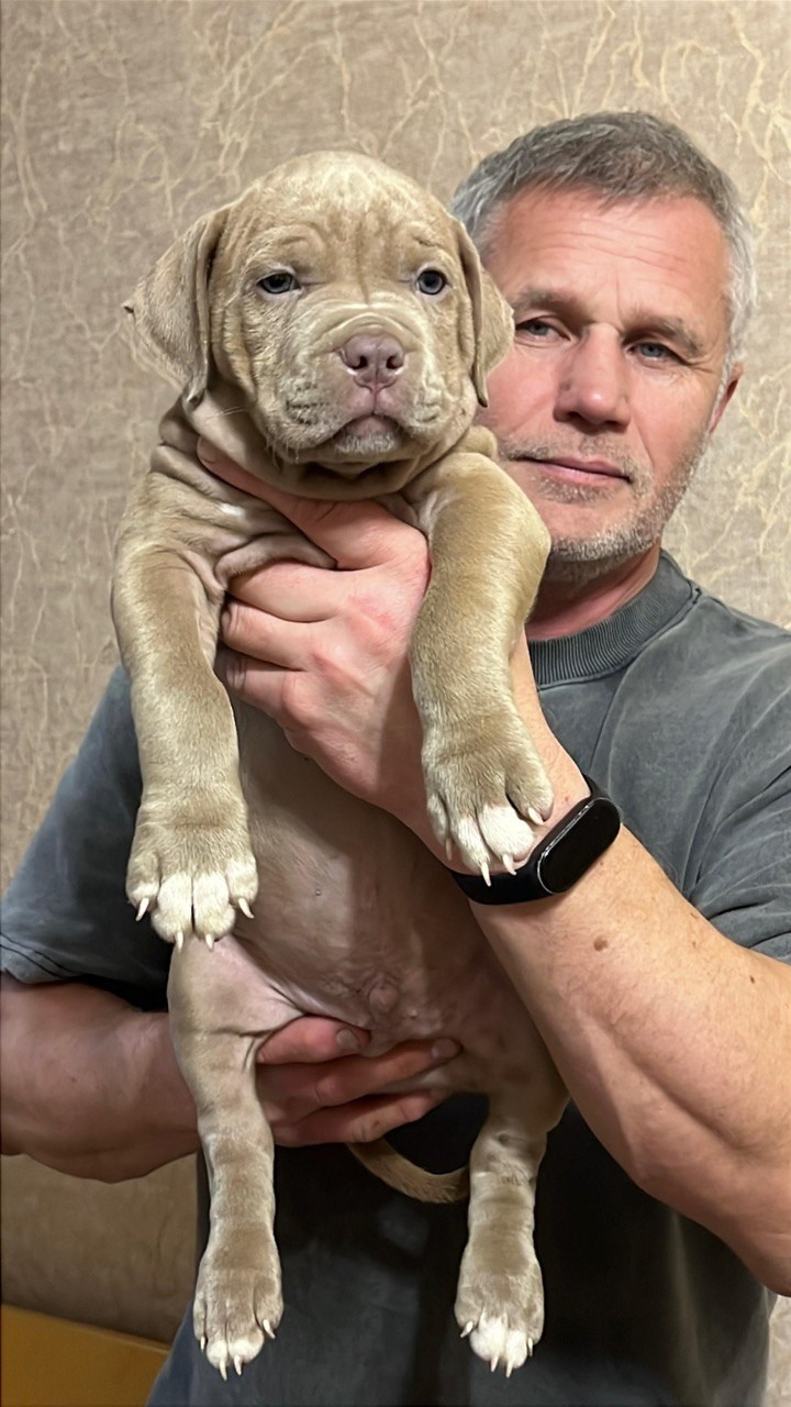 Hunter&Queenie, 10.09.25. Американские булли XL в г. Калининград. Питомник Great Bully UNIVERSE