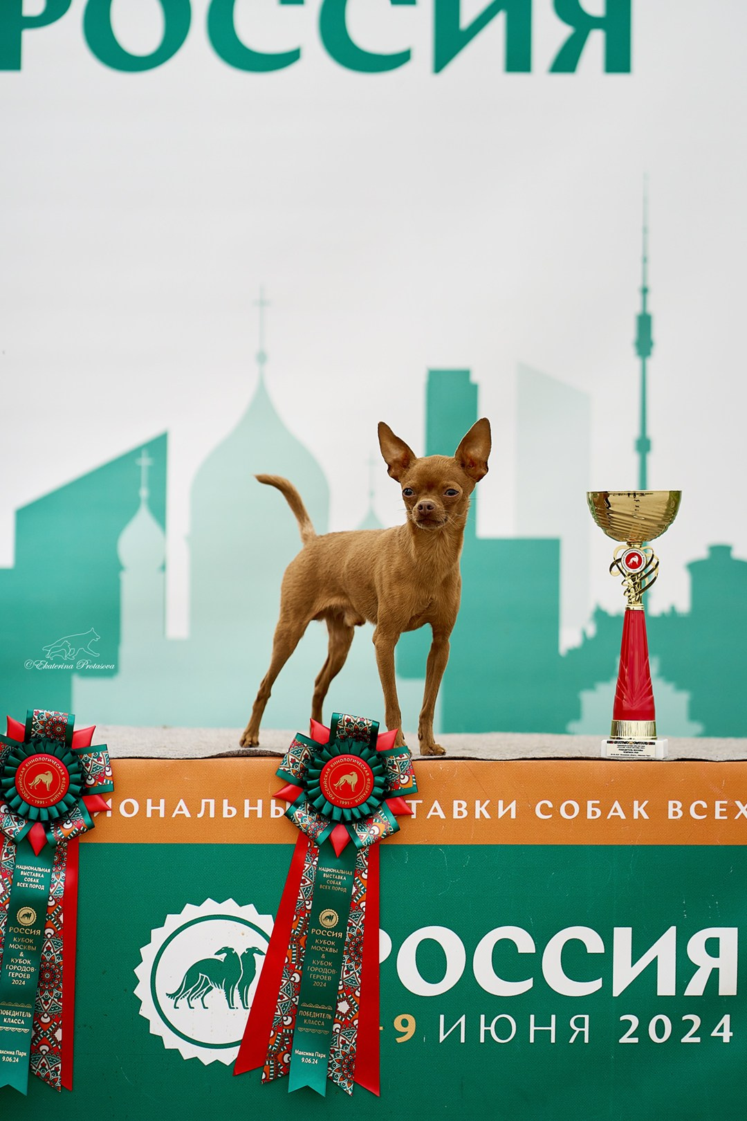 Россия 2024. Фотограф-анималист в Иркутске