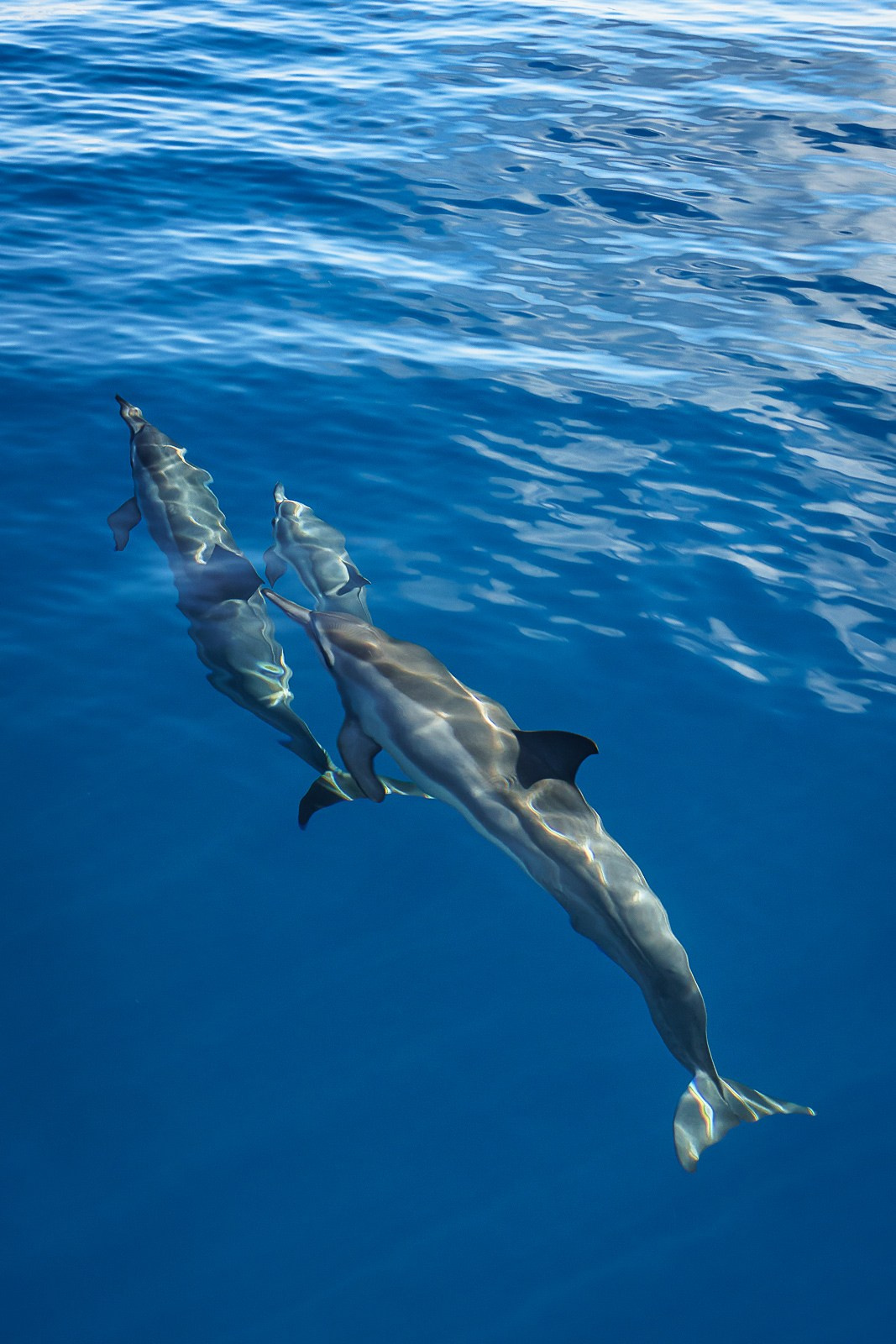 Дельфины (Мальдивы). Фотограф Владимир Остапенко
