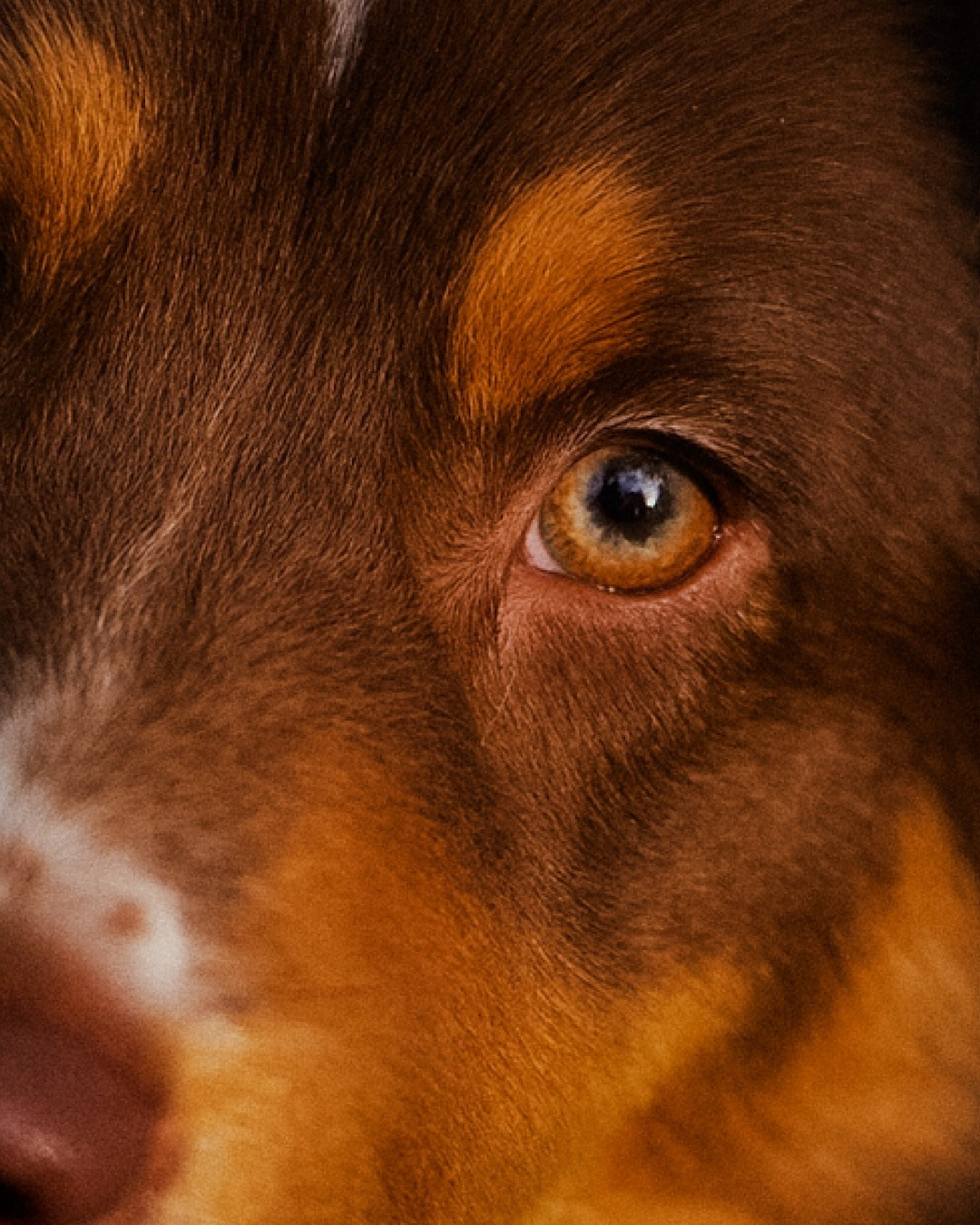 Мария и Брасс. Фотограф анималист в Москве и Санкт-Петербурге Свиридова Анна