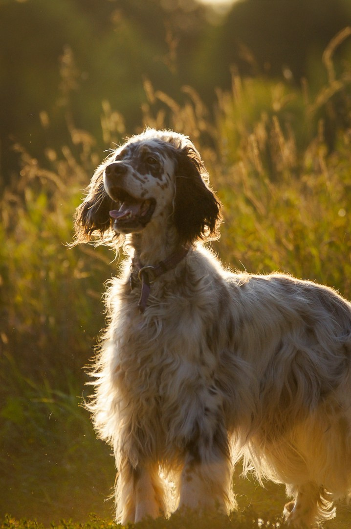 Собаки. Фотограф-анималист Нижний Новгород