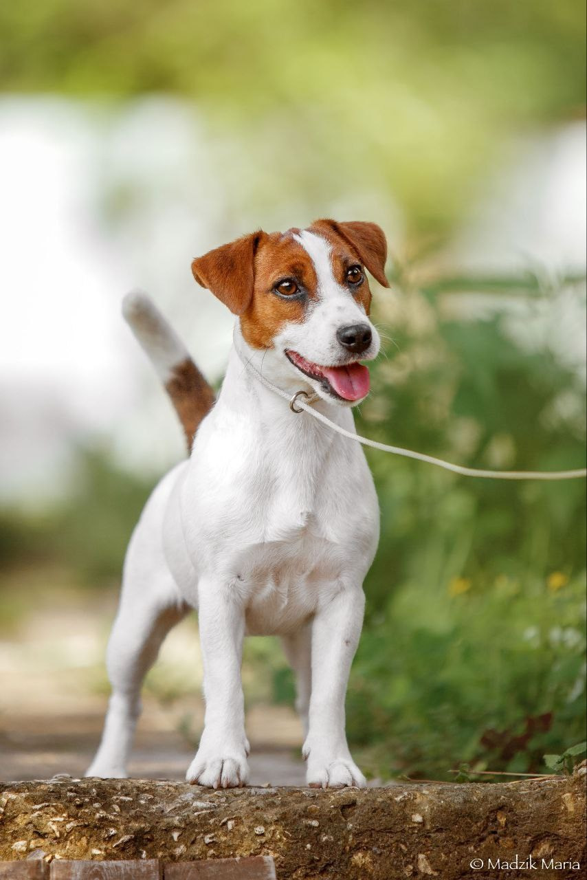 Lovely-Orange Edith Piaff. Lovely-Orange питомник джек рассел терьеров