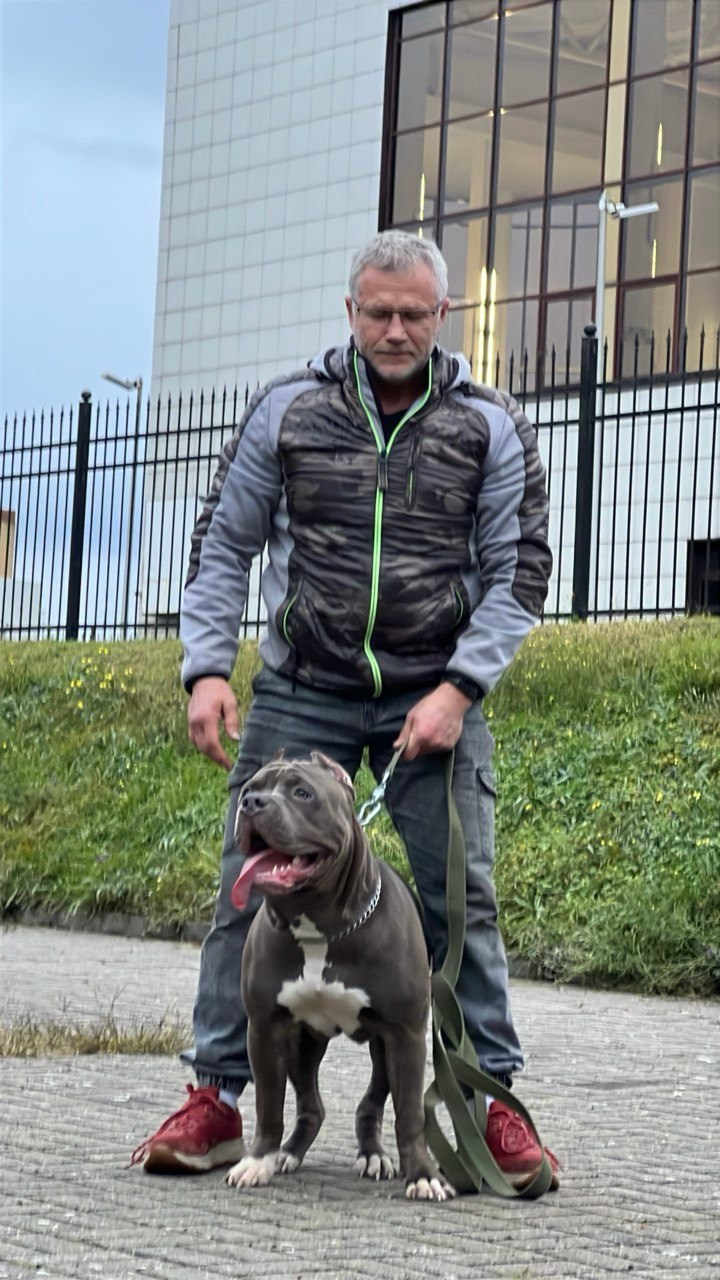 Hunter&Queenie, 13.01.25. Американские булли XL в г. Калининград. Питомник Great Bully UNIVERSE