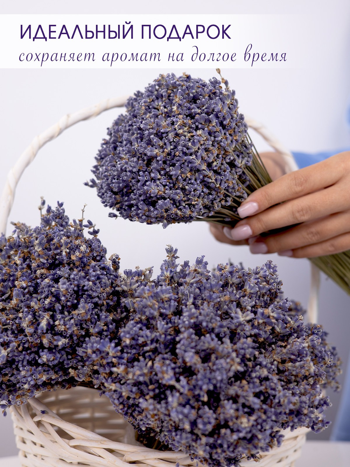 Лаванда. Be_Legend