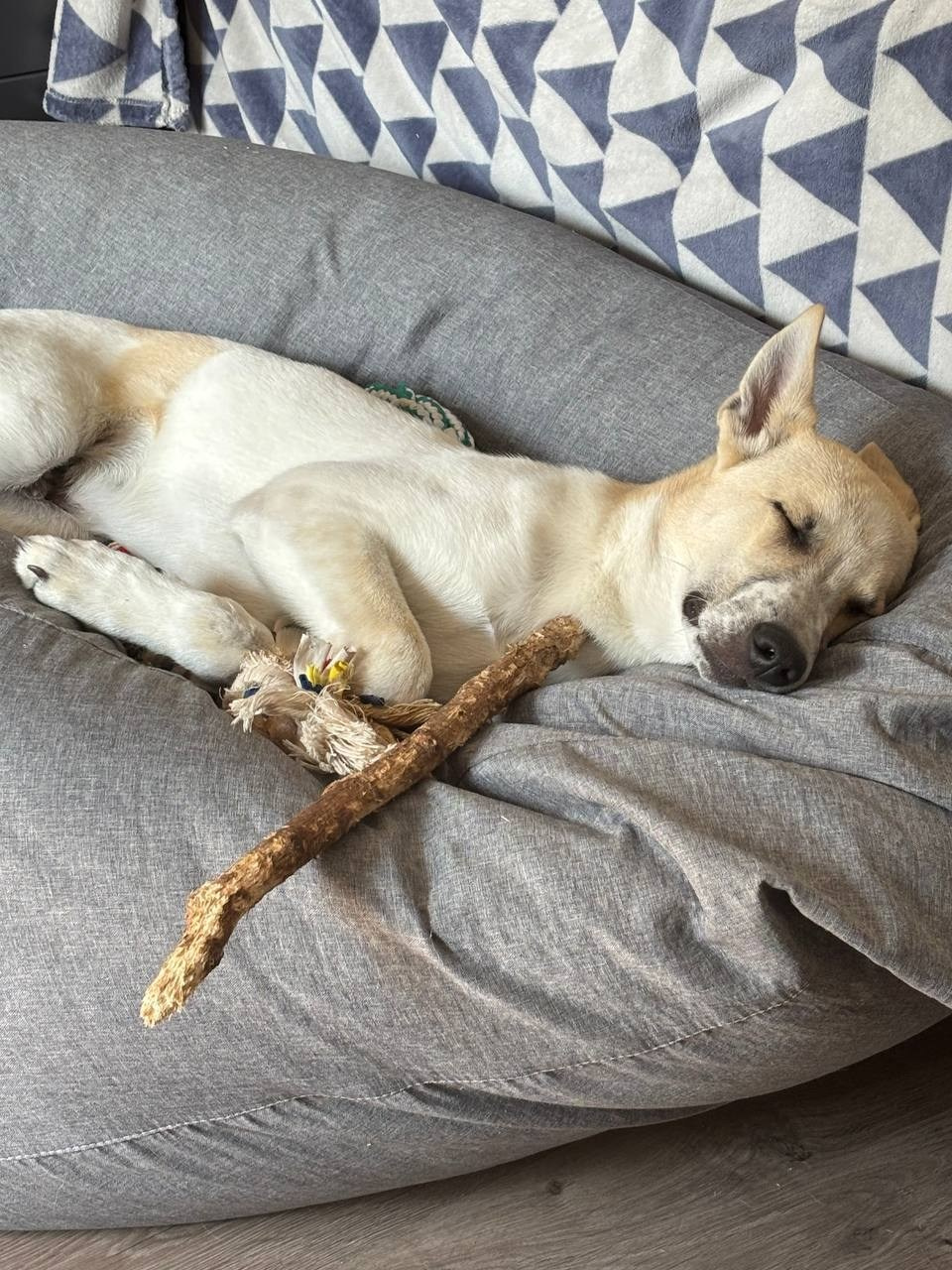 Уже дома. Забери домой друга