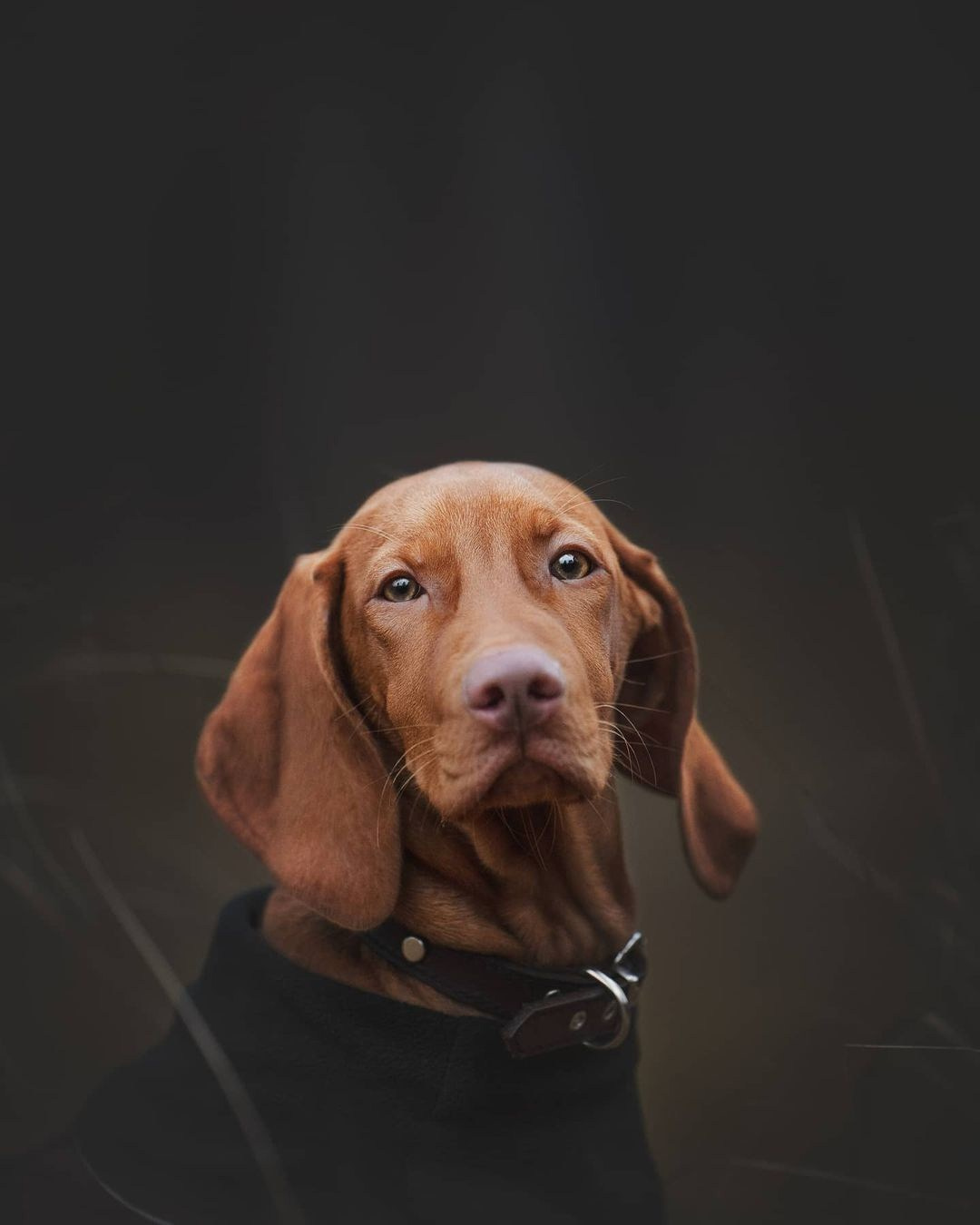 Трисс. Фотограф анималист Осипчикова Мария