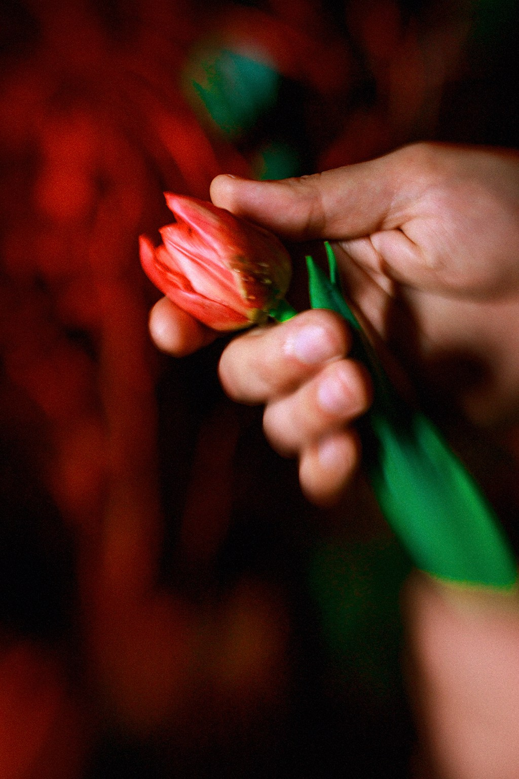 Красная нить. Фотокоуч Катерина Каледина