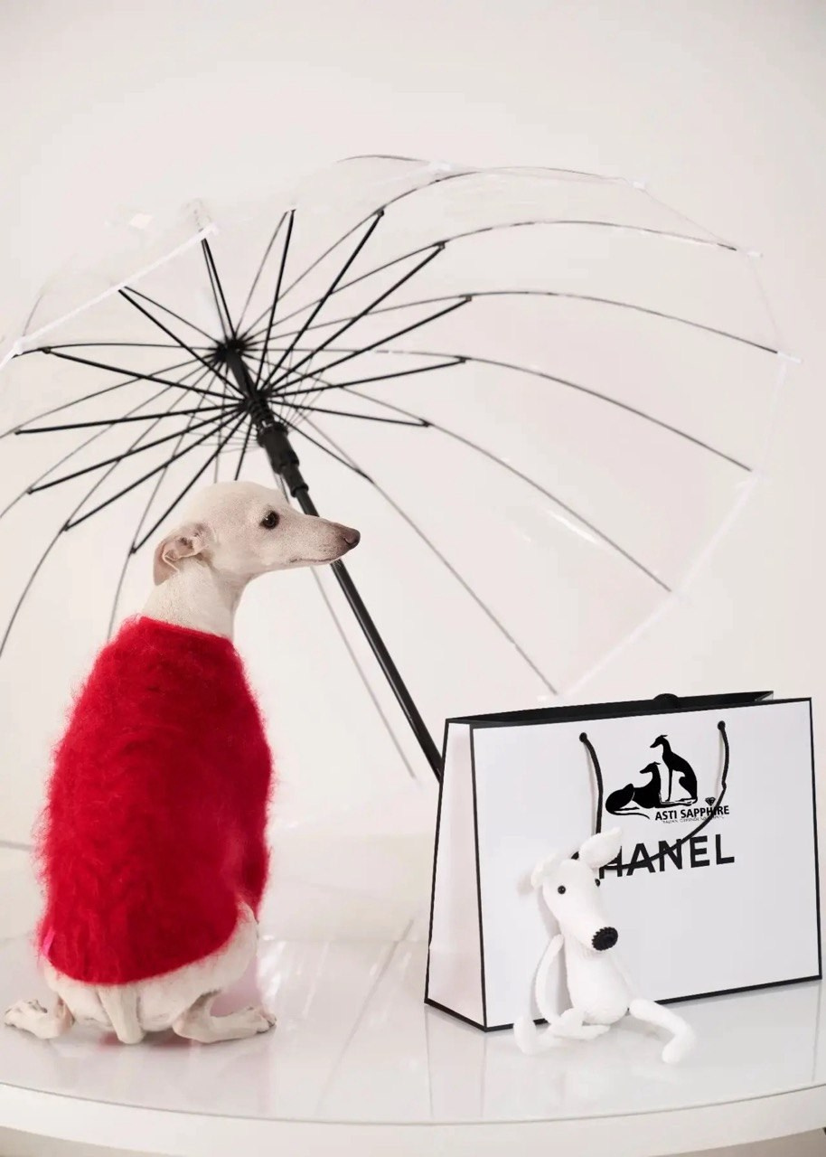 Одежда. Профессиональный питомник левреток РКФ/FCI ASTI SAPPHIRE 💎 Сочи|Санкт-Петербург