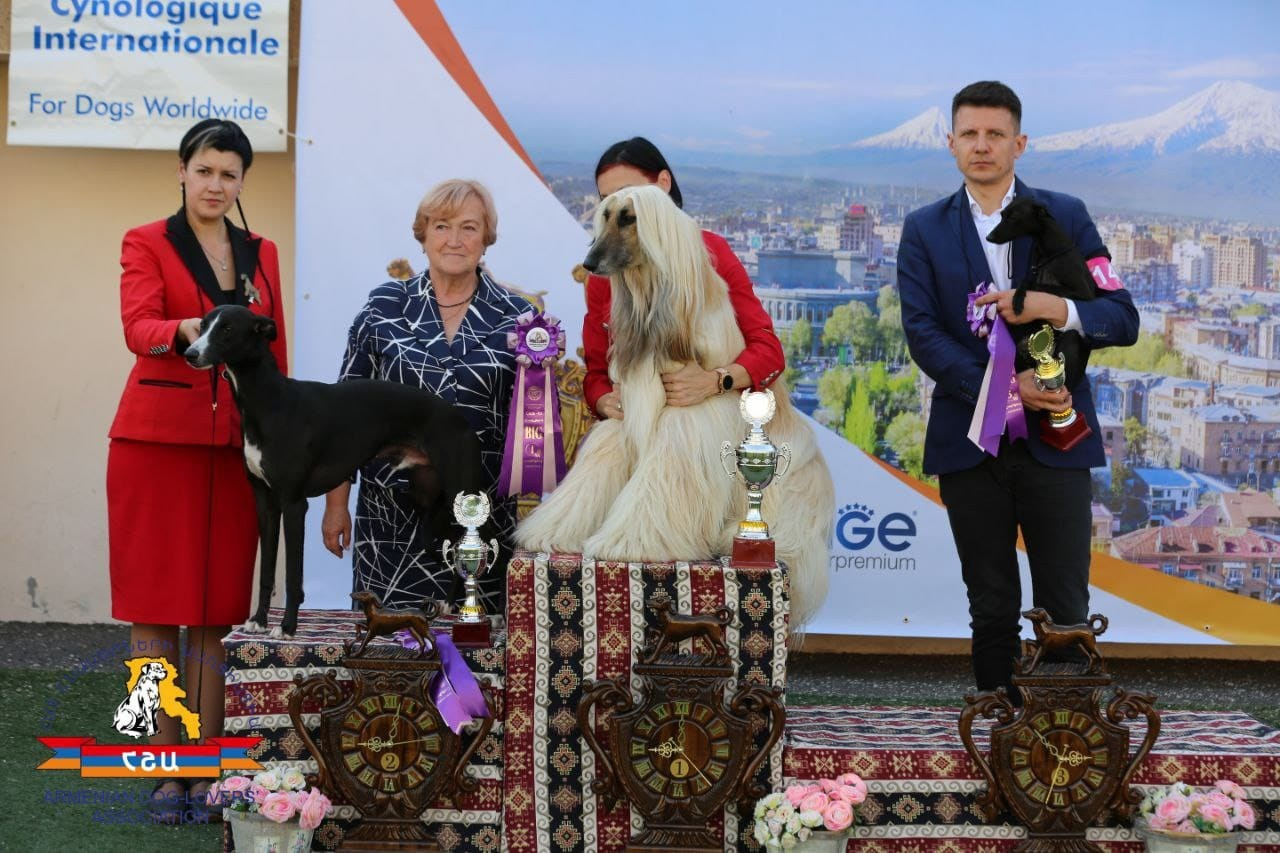 Черный бриллиант. Профессиональный питомник левреток РКФ/FCI ASTI SAPPHIRE 💎 Сочи|Санкт-Петербург