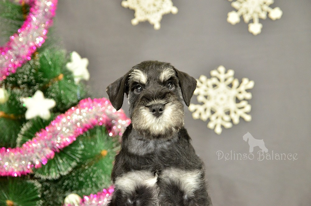 Делинсо Бэлэнс Ямира Лоис💛