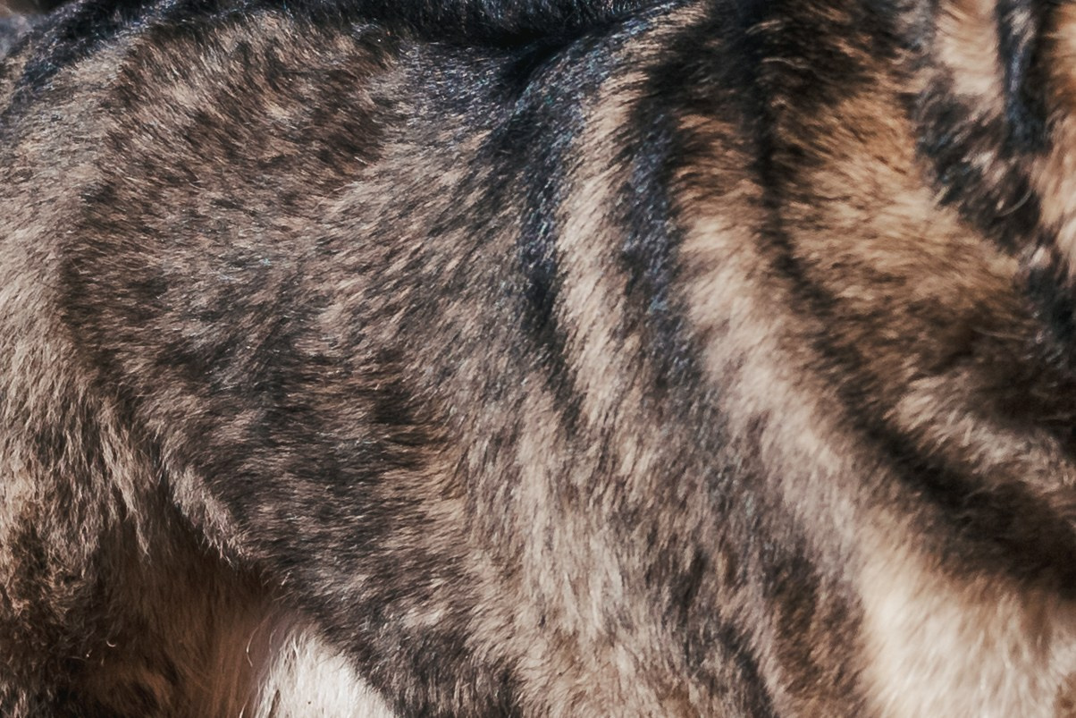 Кондуки. Фотограф-анималист Татьяна Степанова