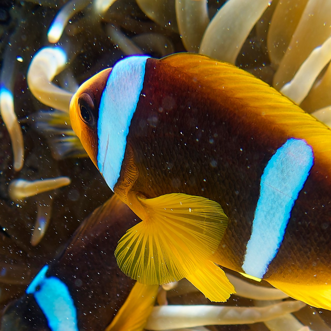 Мне посмотреть. Рыбов показываю