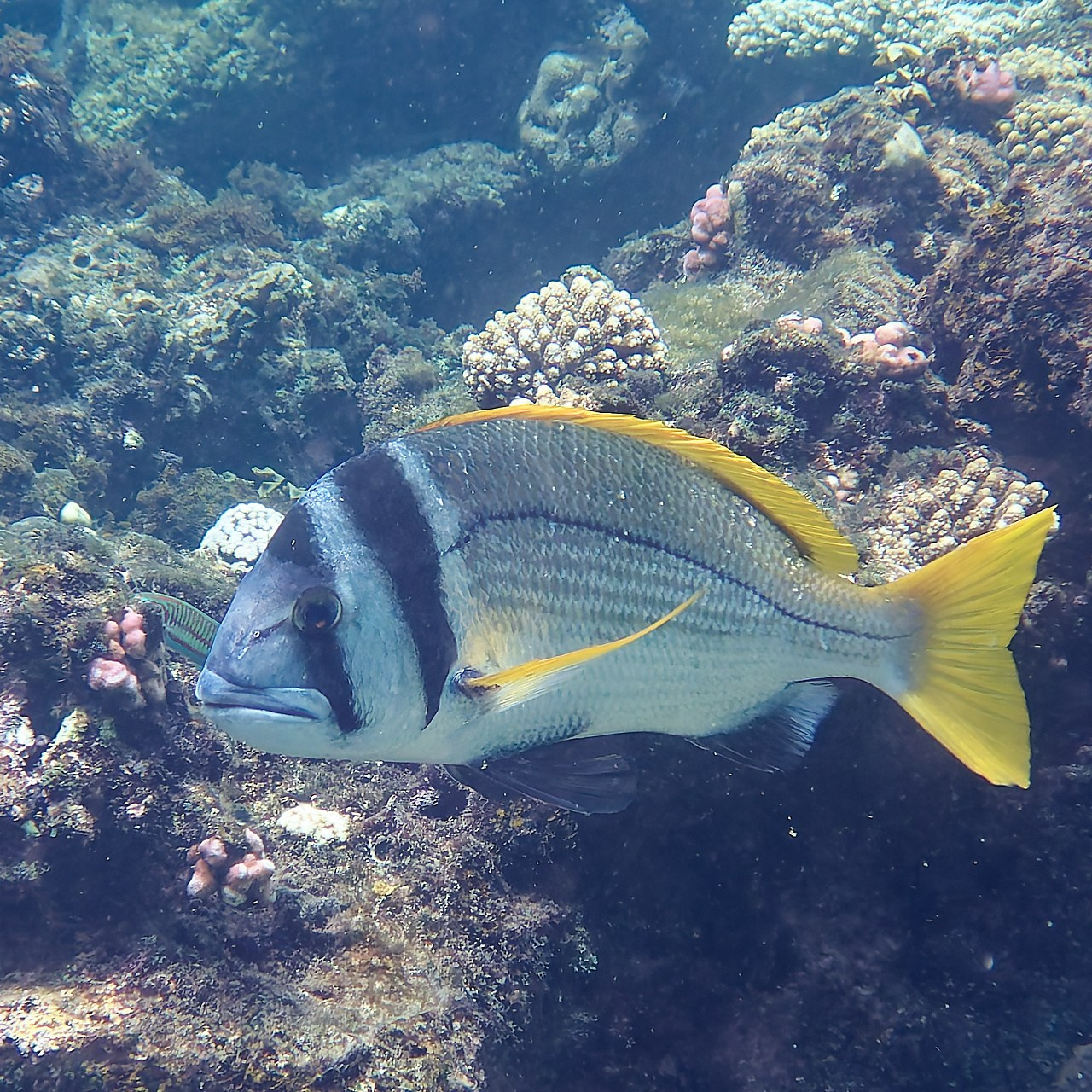 Мне посмотреть. Рыбов показываю