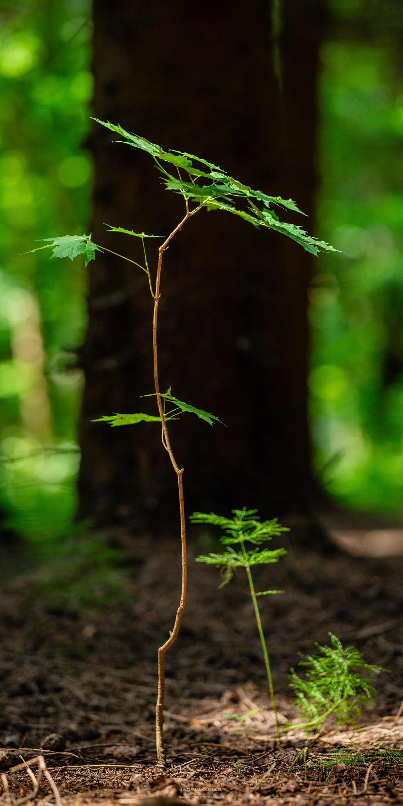 Все оттенки зелёного. Авторские стильные фотокартины