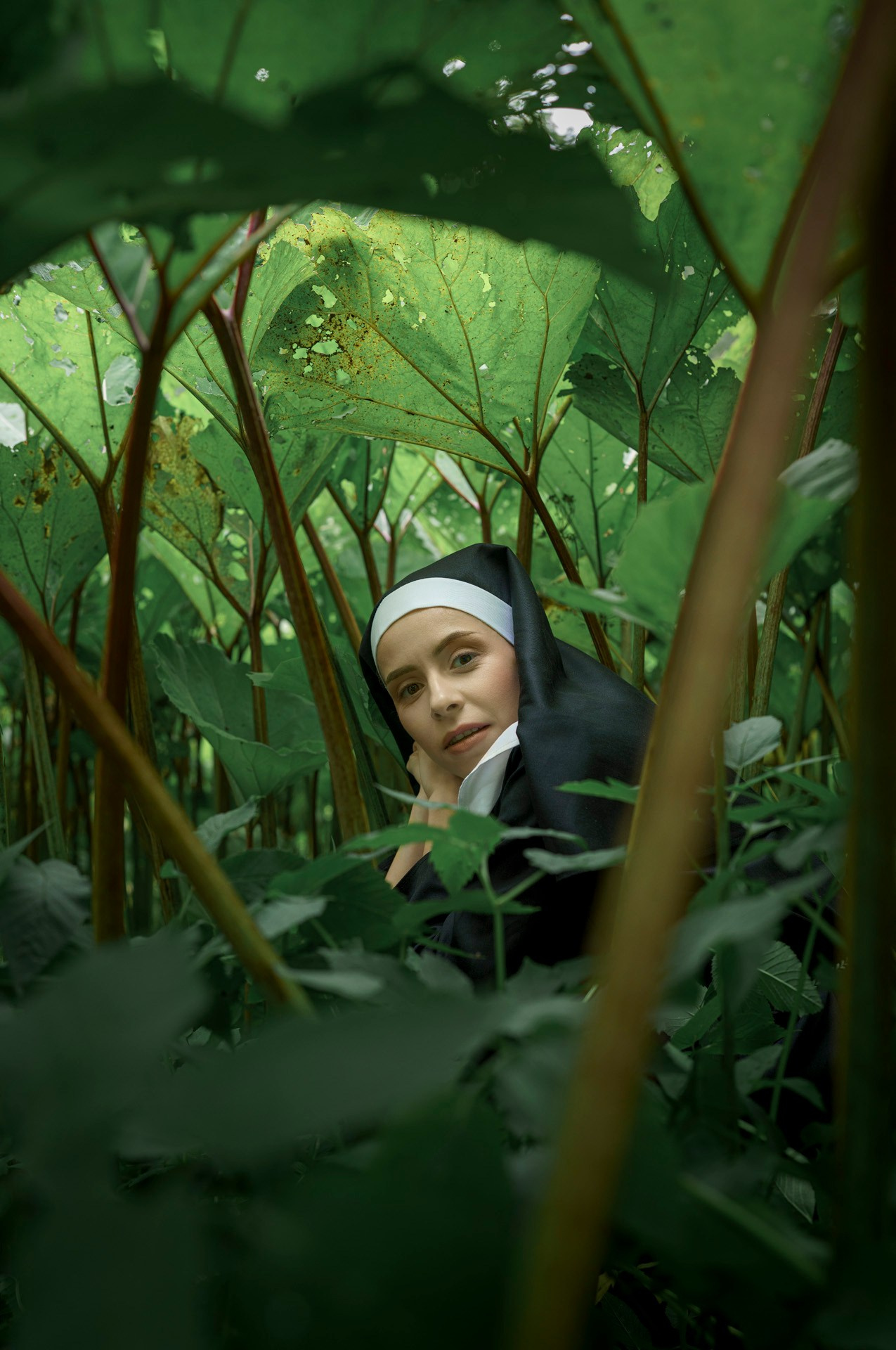 Лопухи. Фотограф Сергей Танков