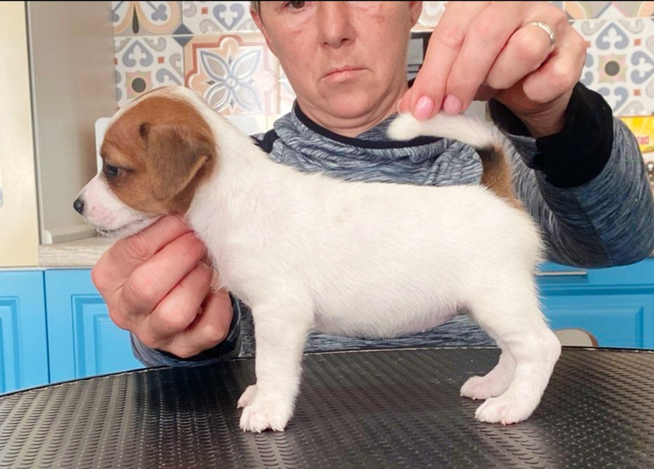 Сука 2. Lovely-Orange питомник джек рассел терьеров