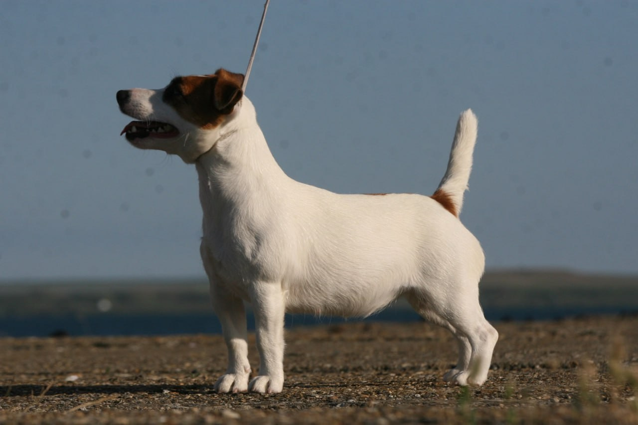 Lovely-Orange Money Money. Lovely-Orange питомник джек рассел терьеров