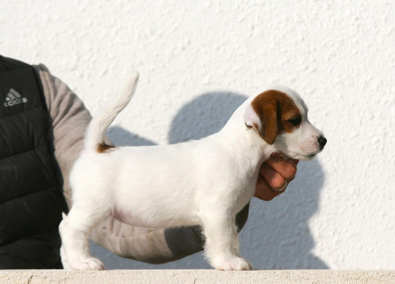 Female 1 brocken not available at this moment. Lovely-Orange питомник джек рассел терьеров