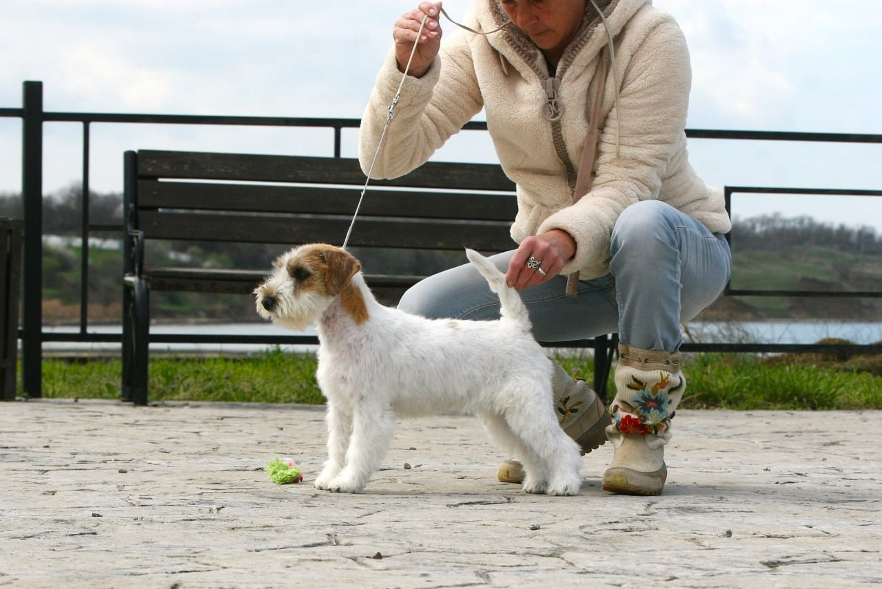Lovely-Orange Coza Nostra. Lovely-Orange питомник джек рассел терьеров