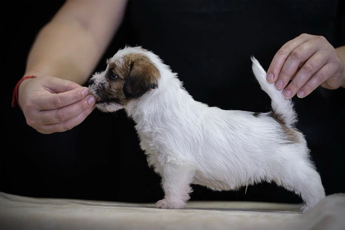 Кобель 2. Lovely-Orange питомник джек рассел терьеров