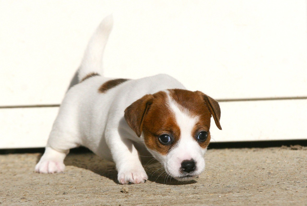 Сука 1. Lovely-Orange питомник джек рассел терьеров