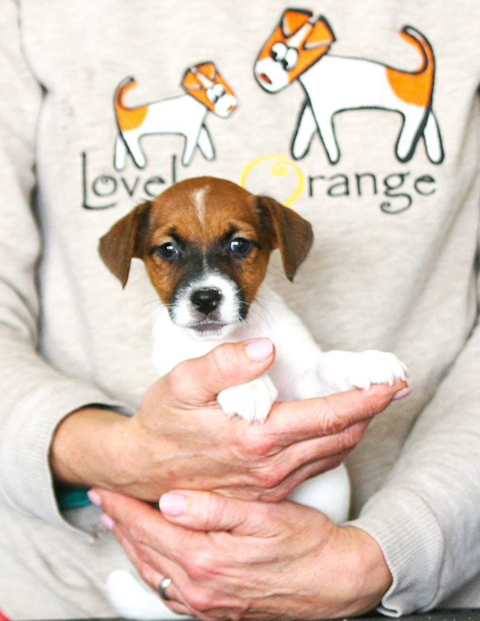 Сука 1. Lovely Orange kennel Jack Russell Terrier FCI/RKF