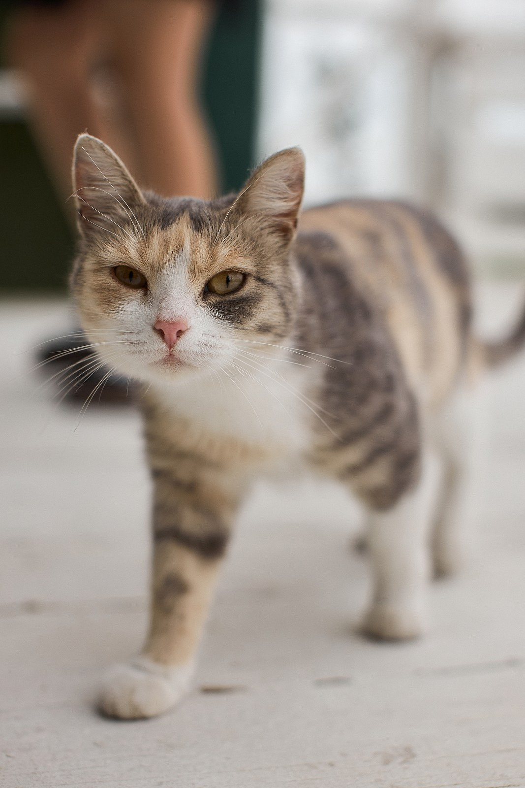 Евгений и Нигиша. Свадебный фотограф Челябинск, Екатеринбург, Курган — Виктор Слуднов
