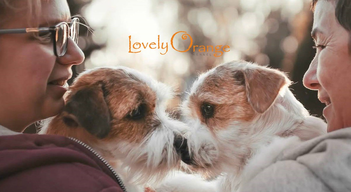 Lovely-Orange питомник джек рассел терьеров