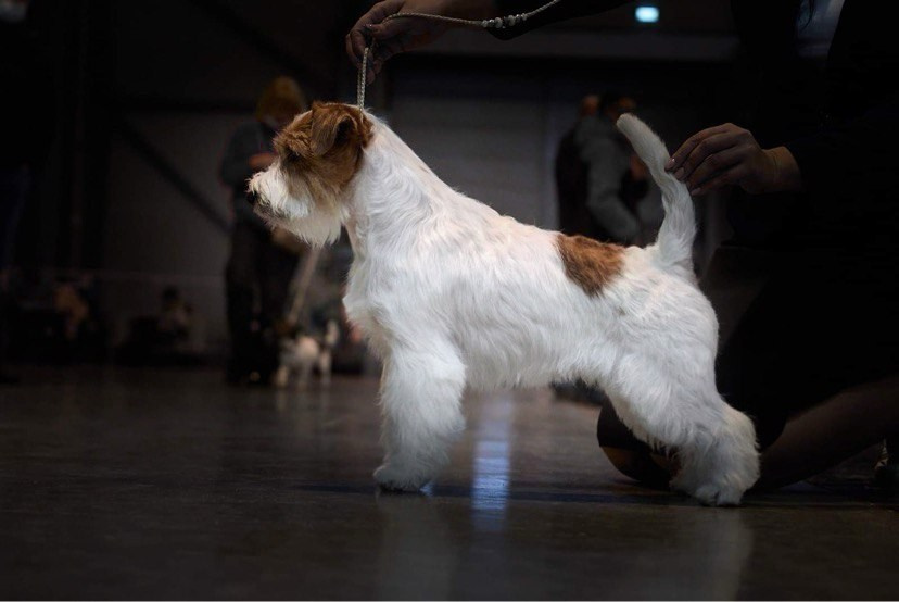 Lovely-Orange Need Hugs. Lovely-Orange питомник джек рассел терьеров