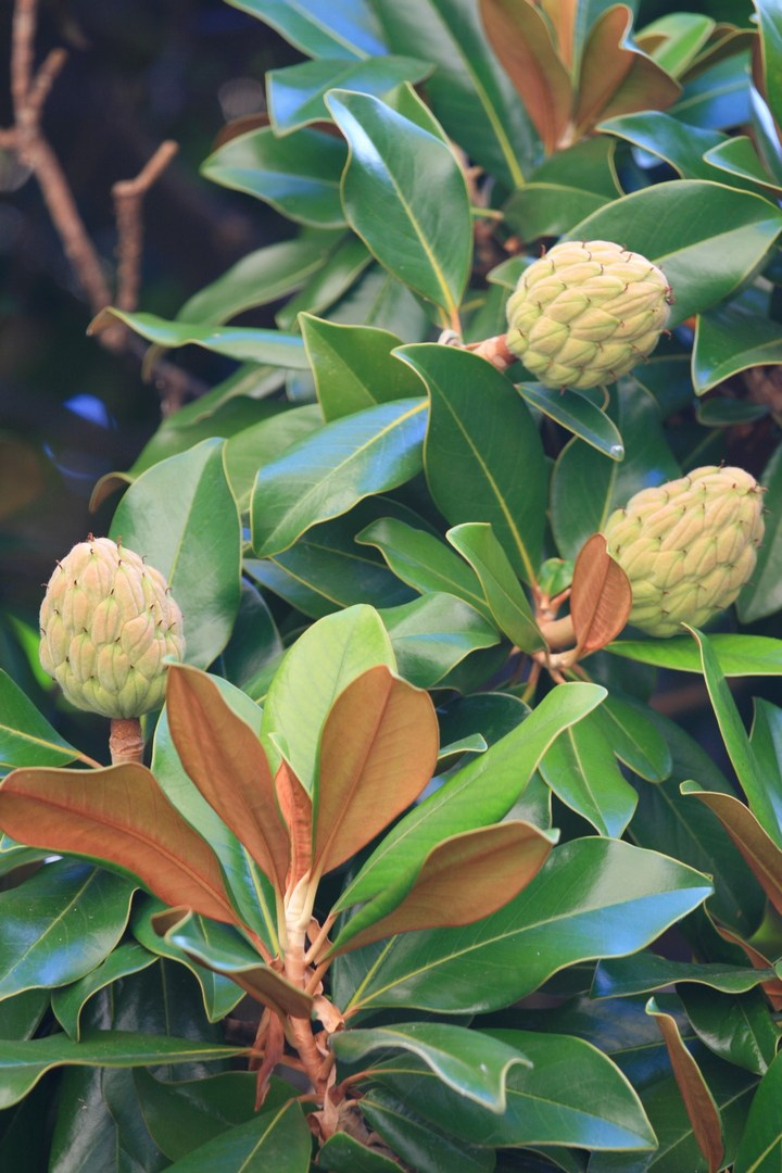 Испания. Майорка 2009 г. Улица, люди, жизнь…