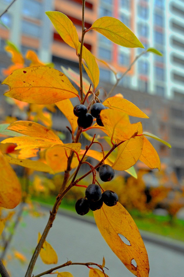 Осень 2023. Улица, люди, жизнь…