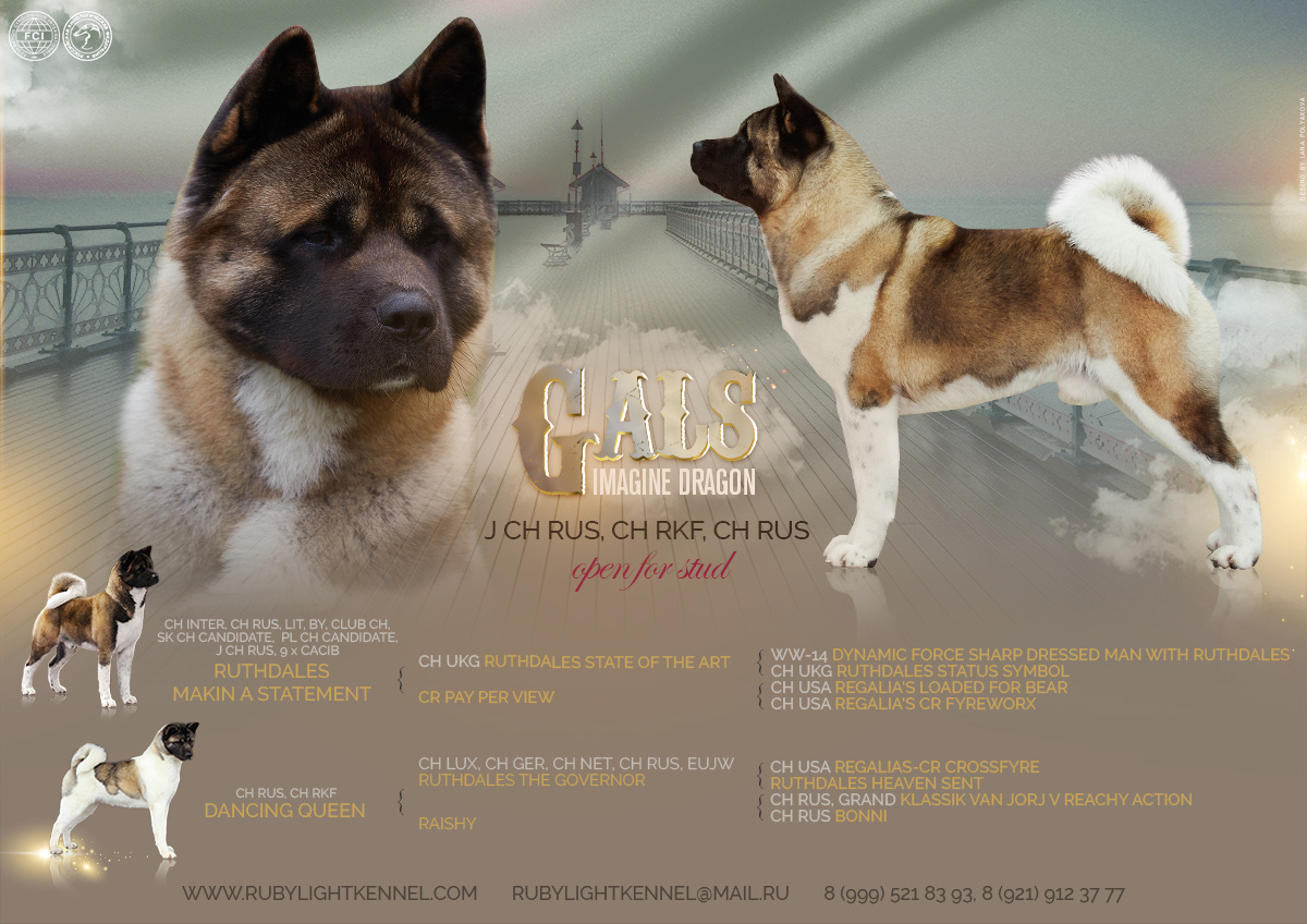 Американская акита питомник Санкт-Петербург. Gals *  IMAGINE DRAGON