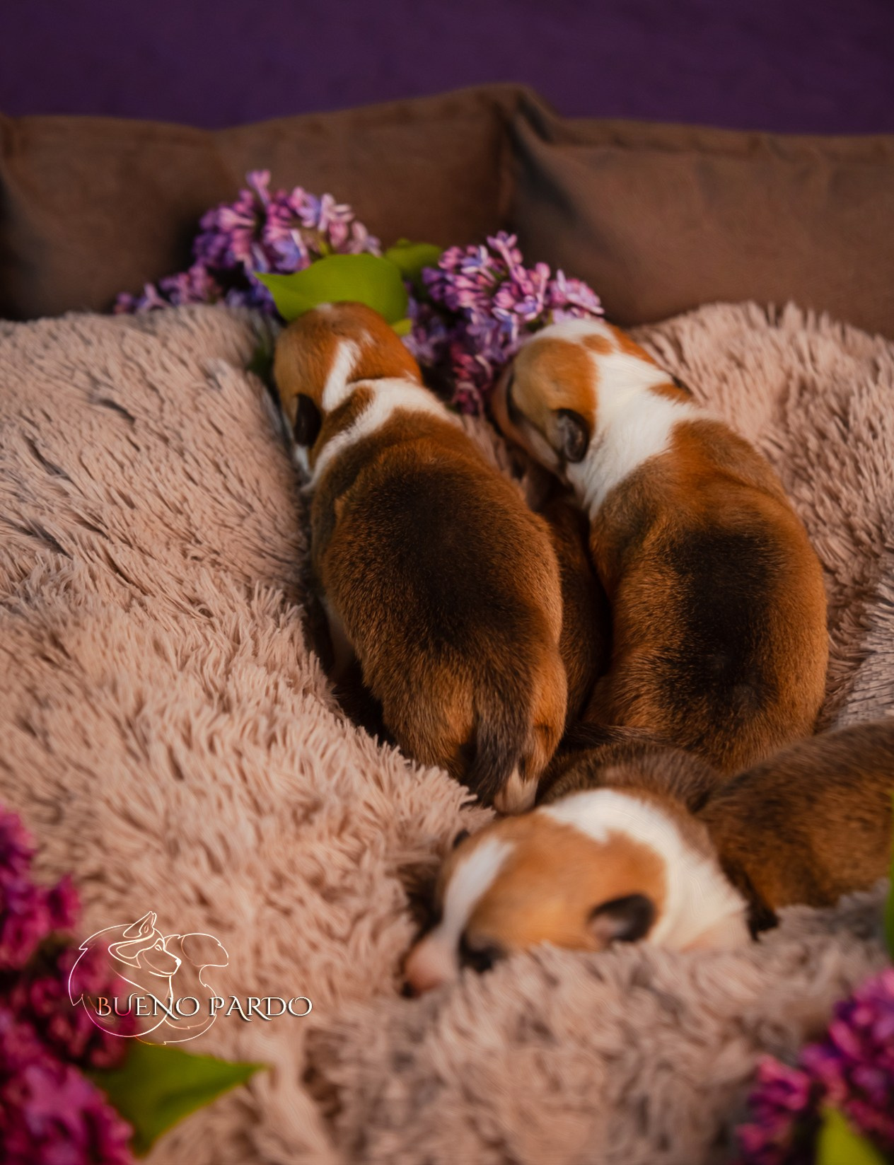Щенки вельш корги пемброк из питомника. Питомник собак Акита, Хаски, Корги