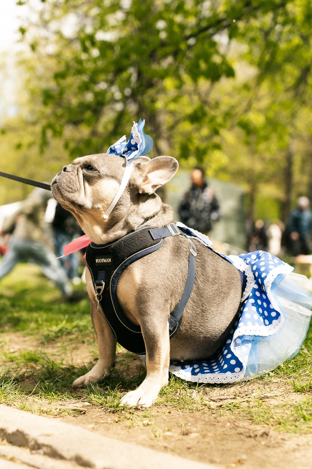 Парад Бульдогов. Axenov_eugene