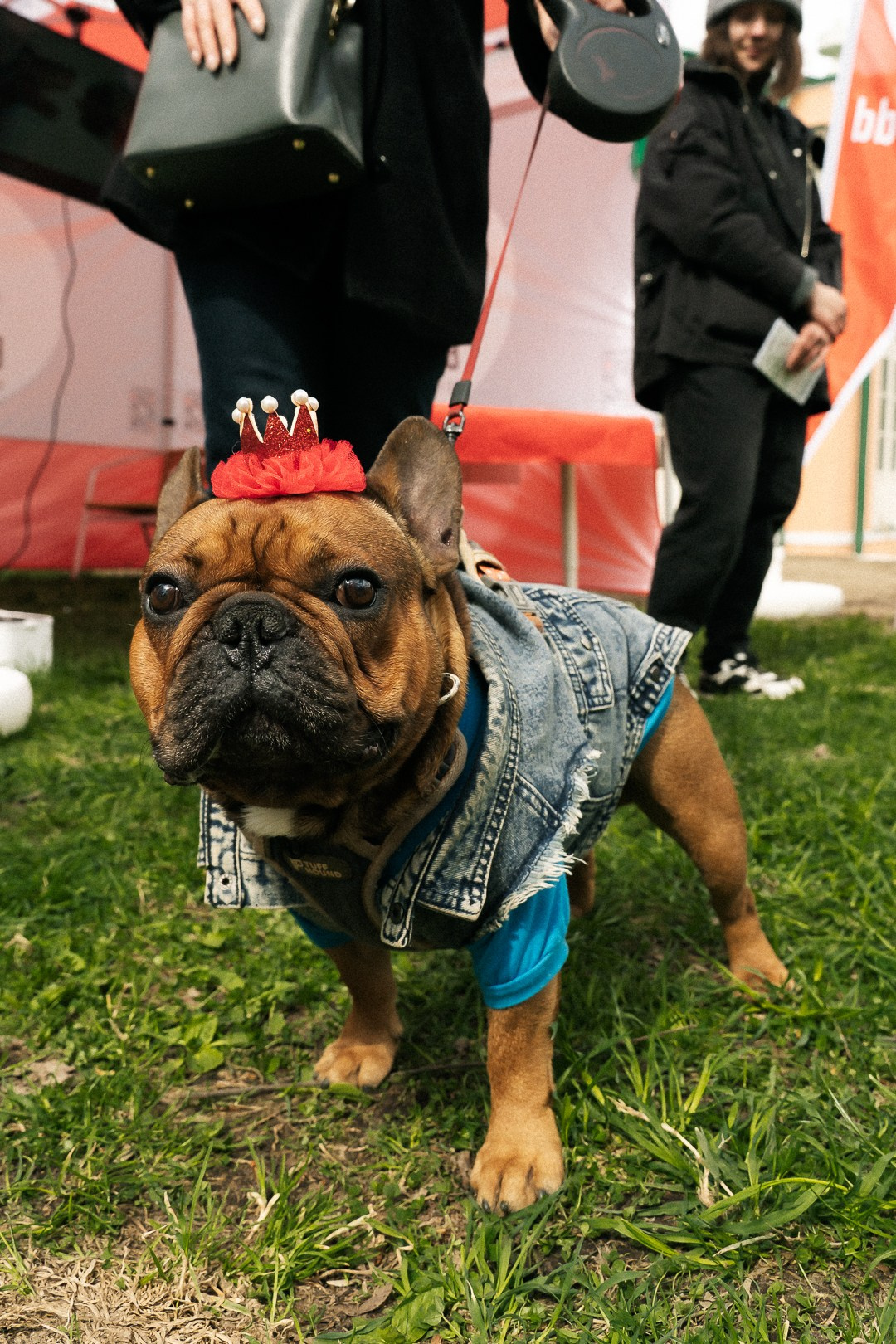 Парад Бульдогов. Axenov_eugene