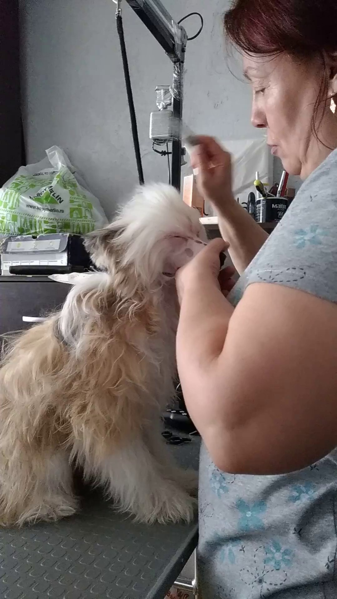 Barthelamew is leaving. Poale Ell Chinese Crested Dog Kennel: Buy a puppy from the kennel