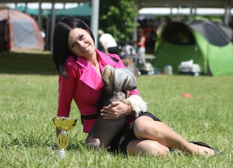 Нерону (Zlato Dinastii Neron) — 14 лет. Поздравляем тебя, наш знаменитый папа!. Питомник китайских хохлатых собак Poale Ell: купить щенка