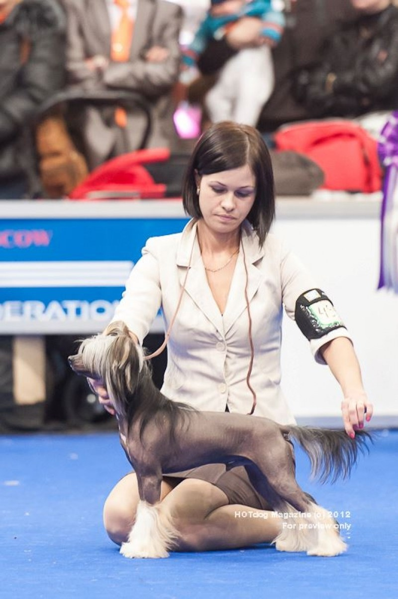 Нерону (Zlato Dinastii Neron) — 14 лет. Поздравляем тебя, наш знаменитый папа!. Питомник китайских хохлатых собак Poale Ell: купить щенка