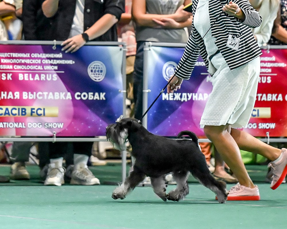 Цафир/ Delinso Balance Сzafir Lumier. Питомник цвергшнауцеров в Беларуси «Делинсо Бэлэнс»