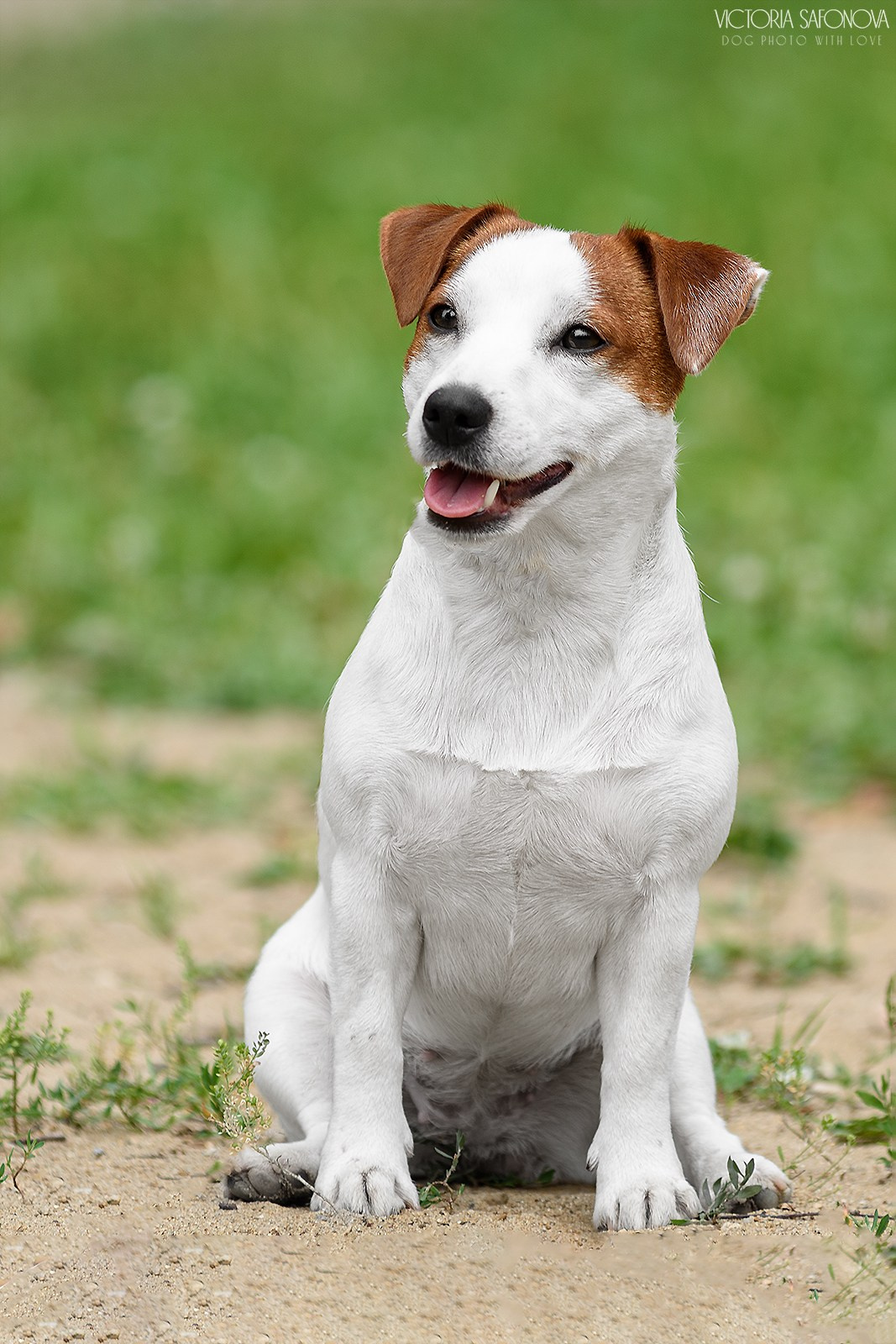 22 июля 2023 Биробиджан. Фотограф анималист Благовещенск. Сафонова Виктория