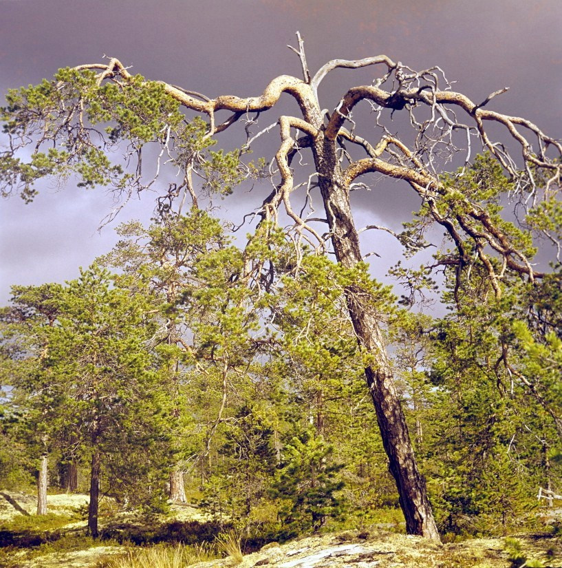 Русский север. ВАДИМ ГИППЕНРЕЙТЕР — ВЕЛИКИЙ ФОТОГРАФ ЗЕМЛИ РУССКОЙ