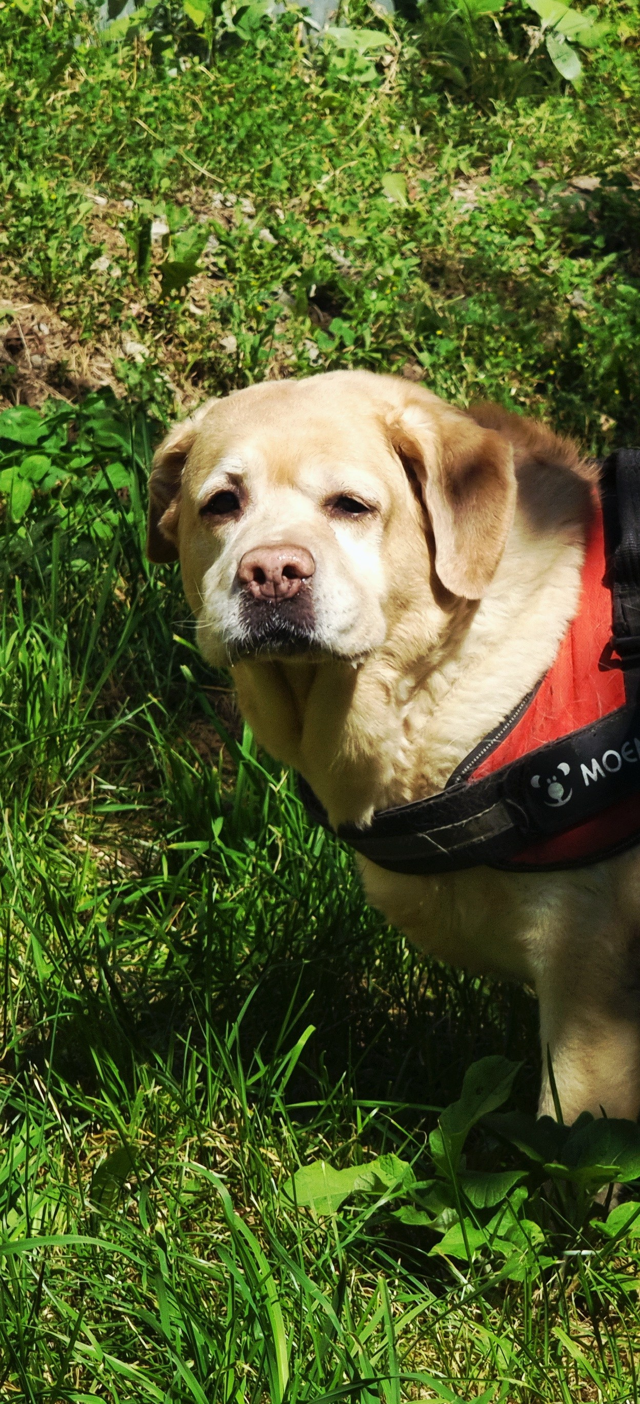 Июль 2025. Den Mirov — Фотограф, Музыкант