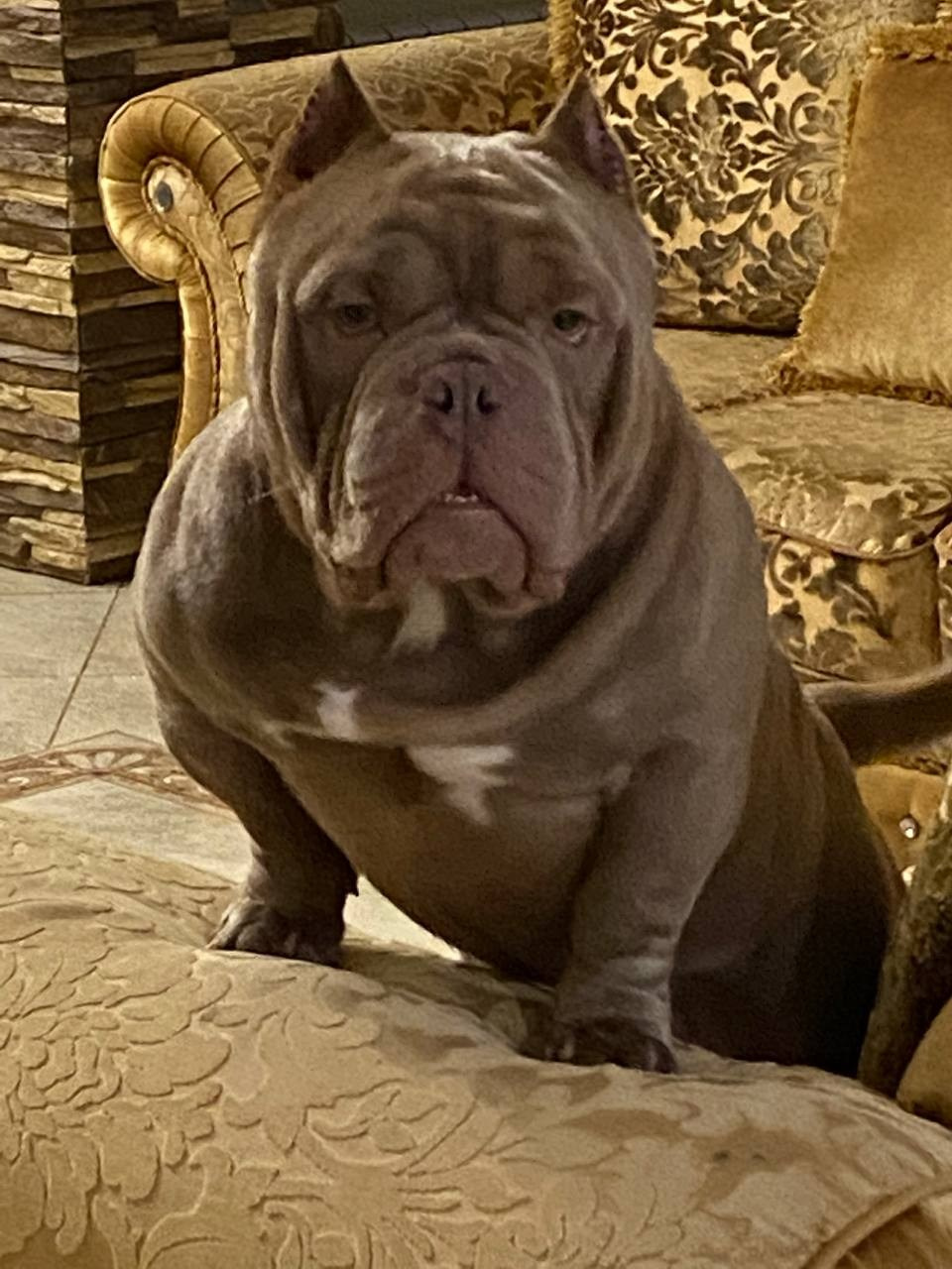 Купить Французского Бульдога Уфа, Купить щенка Французского бульдога Уфа, Питомник Французских Бульдогов Уфа,  Питомник Французский Бульдог Уфа, 