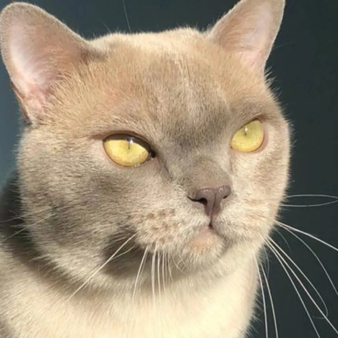 Котёнок американской бурмы. Las Burmas — питомник американской бурмы традиционных линий