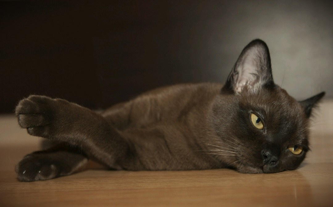 Котёнок американской бурмы. Las Burmas — питомник американской бурмы традиционных линий